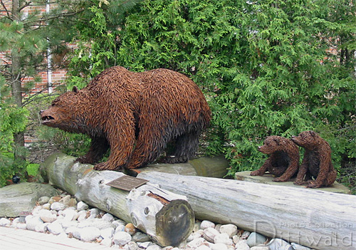 Grizzly Bears - Mother and Cubs