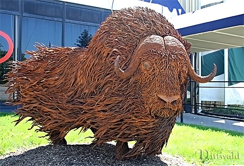 Muskox