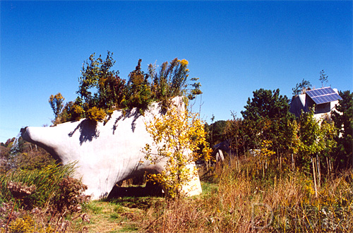 Elevated Wetlands