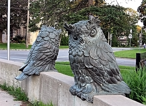 Owls