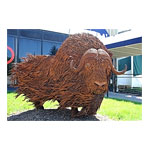  Muskox 